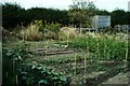 Boundary hedge at Allotment Gardens in Burnham