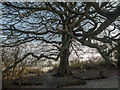 TQ2896 : Old Tree in Trent Park, London N14 by Christine Matthews