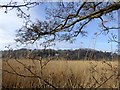 Reedbeds by the River Torridge