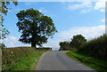 Tree along Loddington Road