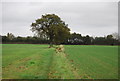 Tree by footpath