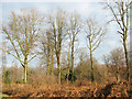 Beech trees in Great Wood