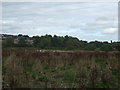 Rough grazing, Low Valley