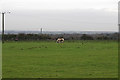 Horse in paddock, near Fanners Farm, Great Totham