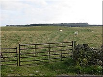 NH7946 : Sheep near Cantraydoune by Richard Webb