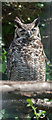 SD1096 : Owl, Muncaster Castle Owl Centre, Cumbria by Christine Matthews