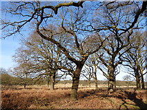 TQ1972 : Majestic oaks in winter by don cload