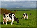 Pasture, Holme St Cuthbert