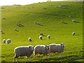 Pasture, Allerby