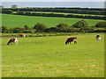 Farmland, Holme St Cuthbert