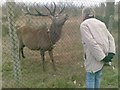 Friendly Deer on the Chobham Ridges ranges