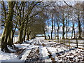 Winter tree avenue near Couplaw