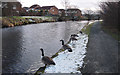 Rochdale Canal, Firgrove