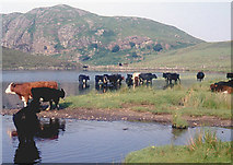 NG8060 : Cooling off in Loch a' Mhullaich by Alan Reid
