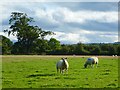 Pasture, Skelton