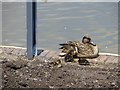 Duck and ducklings, Telford Town Park