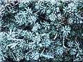SK0389 : Frosted star moss (Polytrichum commune) by Dave Dunford
