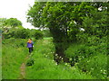 Tudeley Brook