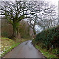 Tree-lined lane, 1