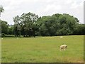 SJ7302 : Sheep pasture, Sutton Maddock by Richard Webb
