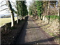 Narrow country lane at West Oakwood