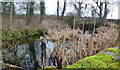 Pond with bulrushes