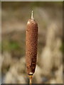 Close up of Typha latifolia