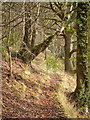 Path through steep woodland