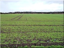 SE5630 : Farmland east of Morton Lane by Christine Johnstone