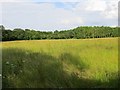 Long grass, Eudon