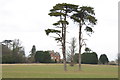 Pines in field south of Idsworth House