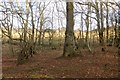 NO0215 : Kincladie Wood by Richard Webb