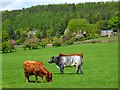 Pasture, Penrith