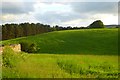 Pasture and woodland, Cumwhitton