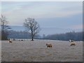 Pasture, Great Salkeld