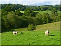 Pasture, Kirkoswald