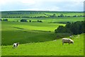 Pasture, Kirkoswald