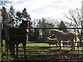 Horses in a field,  Sheephatch Copse