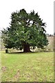 An Ancient Yew Tree