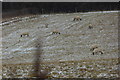 Sheep grazing in the snow