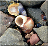 J4482 : Pebbles and shells, Helen's Bay (February 2015) by Albert Bridge