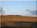 Field near Bottesford