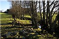 Trees by Spallander Burn