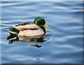 A mallard at Blackleach Country Park