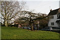 Flat-topped tree at the junction of Linton Garth and Main Street