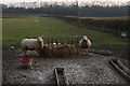 Winter woollies: two sheep and a crib opposite Bygot House