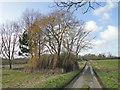 Weeping Willow near Wood Farm