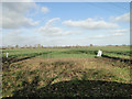 Field of Oilseed Rape