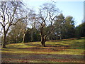 Winter trees.The Knowle