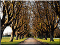 TA1230 : Mature Tree Avenue in East Park by Andy Beecroft